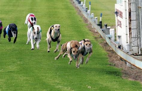 today's greyhound meetings.